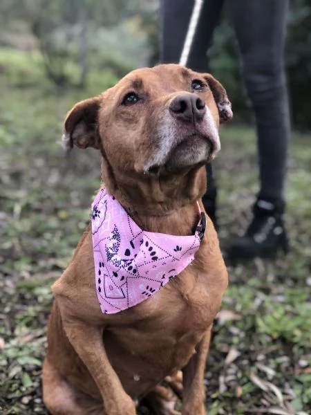 Aurora, canile basso Lazio