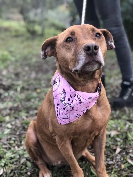 Aurora, canile basso Lazio | Foto 0