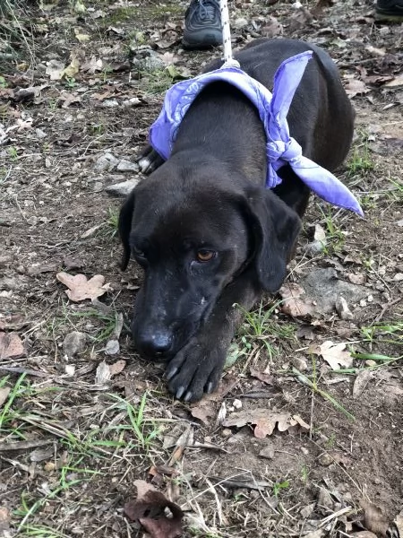 Camomilla, canile basso Lazio  | Foto 2