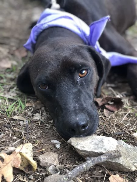 Camomilla, canile basso Lazio  | Foto 1