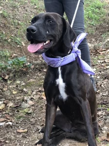 Camomilla, canile basso Lazio  | Foto 0