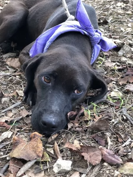 Camomilla, canile basso Lazio 