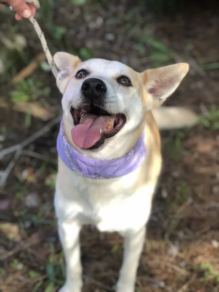 Candy, canile basso lazio | Foto 1