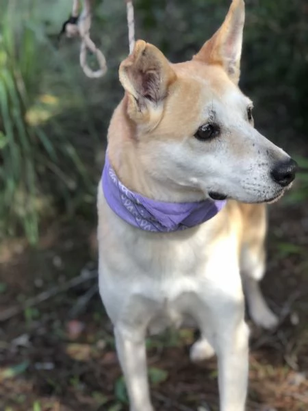 Candy, canile basso lazio | Foto 0