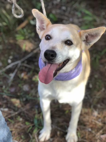 Candy, canile basso lazio