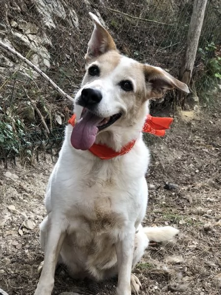 Paloma, canile basso lazio