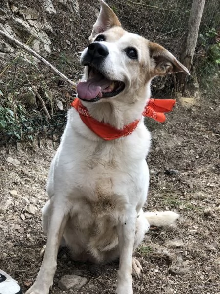 Paloma, canile basso lazio | Foto 2