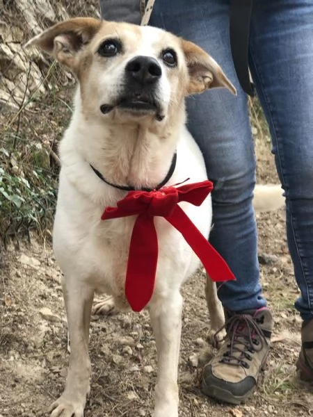 Paloma, canile basso lazio | Foto 1