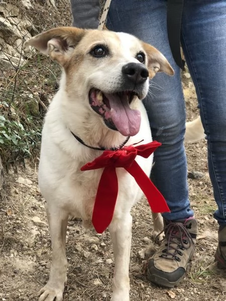 Paloma, canile basso lazio | Foto 0