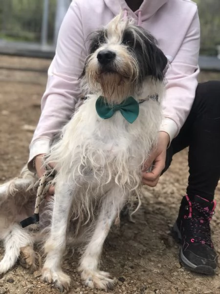 Spillo, canile basso lazio | Foto 3