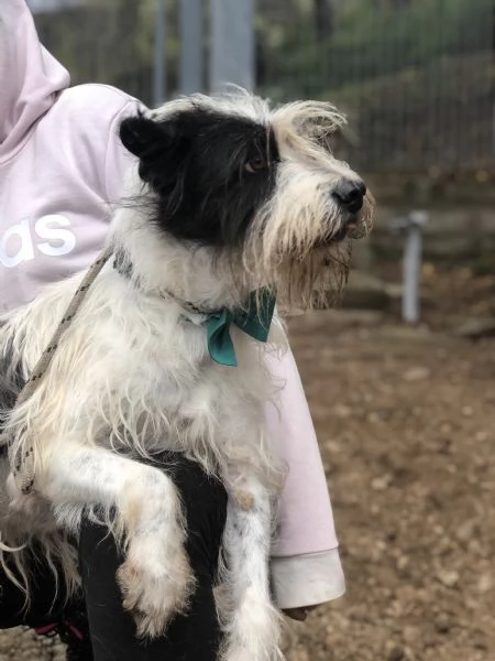 Spillo, canile basso lazio | Foto 1