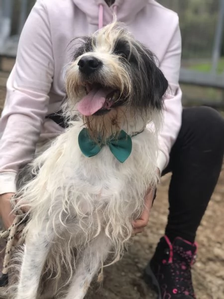 Spillo, canile basso lazio