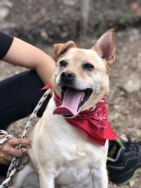 Casper, canile basso lazio | Foto 3