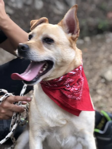 Casper, canile basso lazio | Foto 2