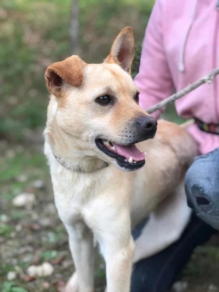 Casper, canile basso lazio | Foto 1