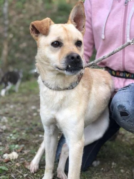 Casper, canile basso lazio