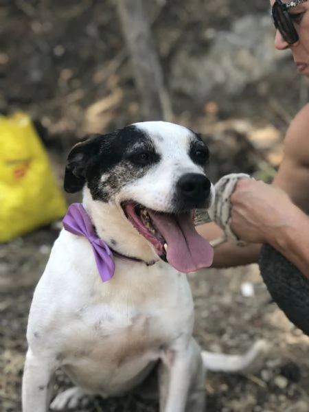 Catia, canile basso lazio | Foto 3