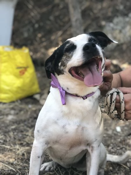 Catia, canile basso lazio | Foto 2