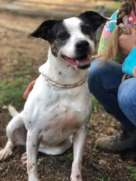 Catia, canile basso lazio | Foto 1