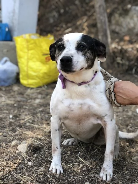 Catia, canile basso lazio | Foto 0