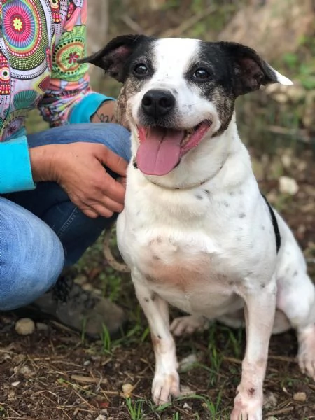 Catia, canile basso lazio