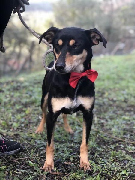 Crocchetta, canile basso lazio | Foto 3