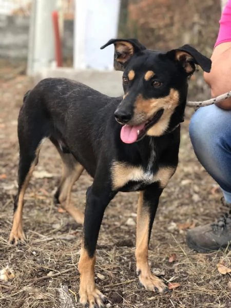 Crocchetta, canile basso lazio