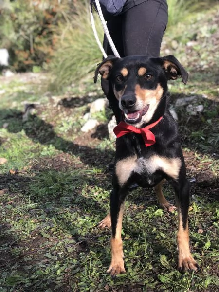 Crocchetta, canile basso lazio | Foto 2