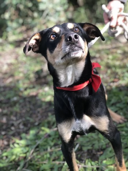 Crocchetta, canile basso lazio | Foto 1