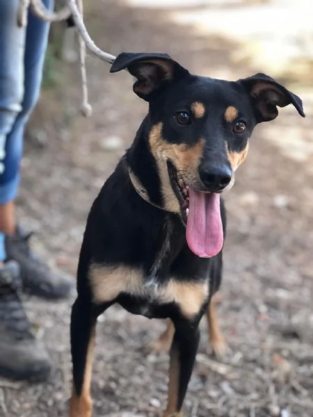 Crocchetta, canile basso lazio | Foto 0