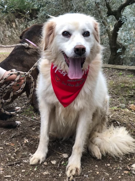 Danita, canile basso lazio | Foto 3