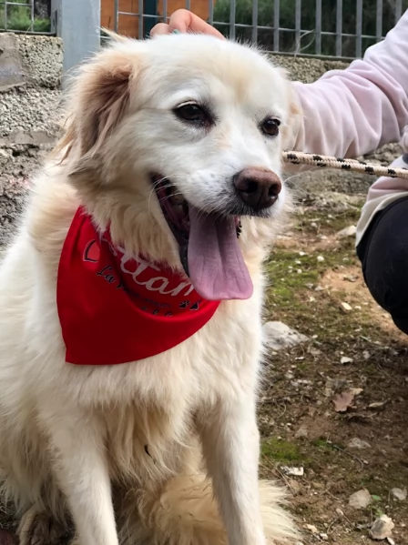 Danita, canile basso lazio | Foto 2