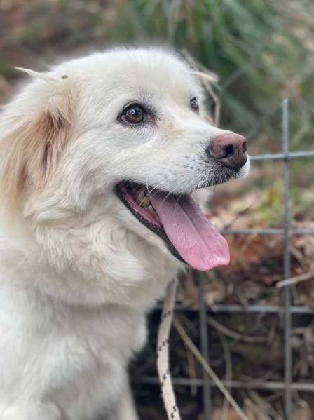 Danita, canile basso lazio | Foto 1