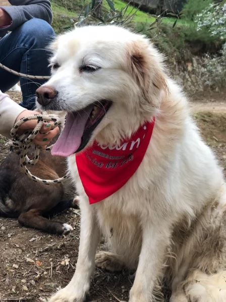 Danita, canile basso lazio | Foto 0