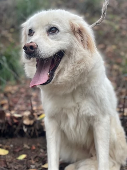 Danita, canile basso lazio