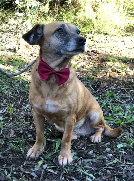 Fiorella, canile basso lazio | Foto 2