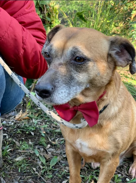 Fiorella, canile basso lazio | Foto 1