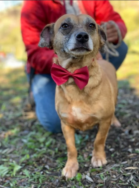 Fiorella, canile basso lazio | Foto 0