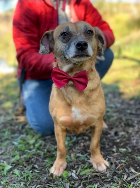 Fiorella, canile basso lazio