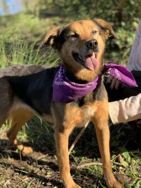 Foxy, canile basso lazio | Foto 2