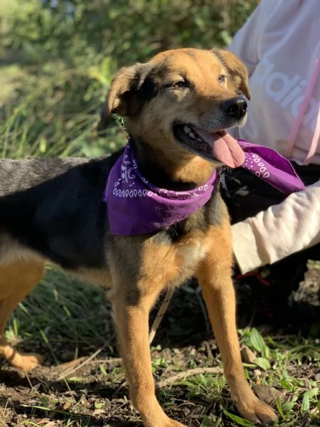 Foxy, canile basso lazio | Foto 1