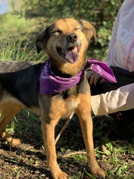 Foxy, canile basso lazio | Foto 0