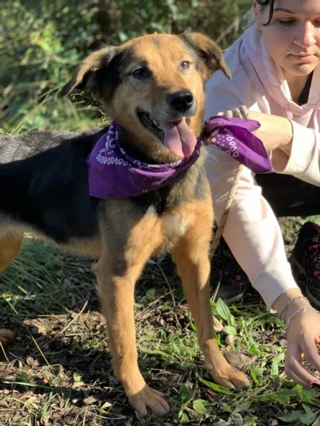 Foxy, canile basso lazio