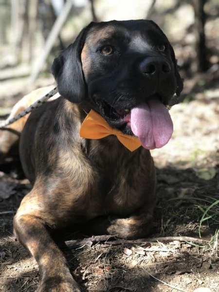 Ettore, canile basso lazio