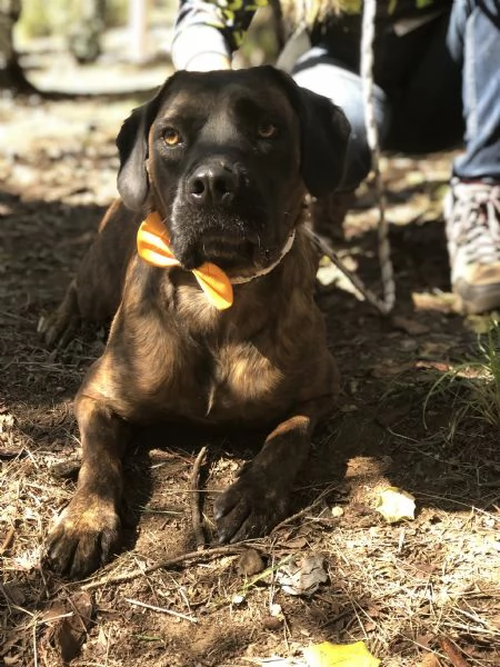 Ettore, canile basso lazio | Foto 3