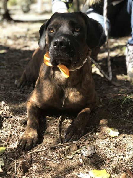 Ettore, canile basso lazio | Foto 2