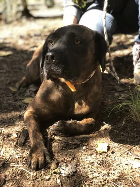 Ettore, canile basso lazio | Foto 1