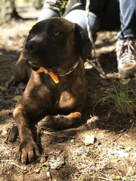 Ettore, canile basso lazio | Foto 0