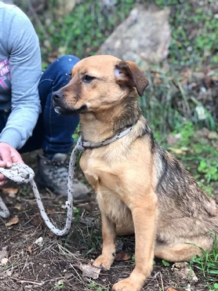 Greta, canile basso lazio