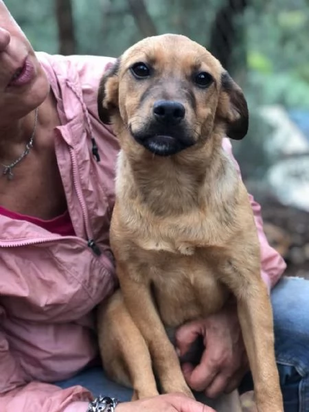 Greta, canile basso lazio | Foto 3